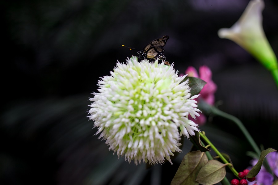 Schmetterling im Linz Botanischer Garten